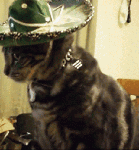 Cat Wearing Sombrero and Collar
