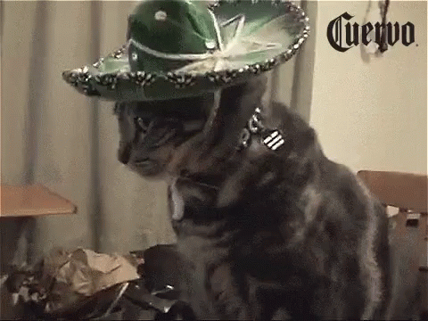 Cat Wearing Sombrero Sitting in Chair