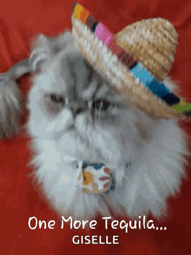 Cat Wearing Sombrero With One More Tequila Giselle