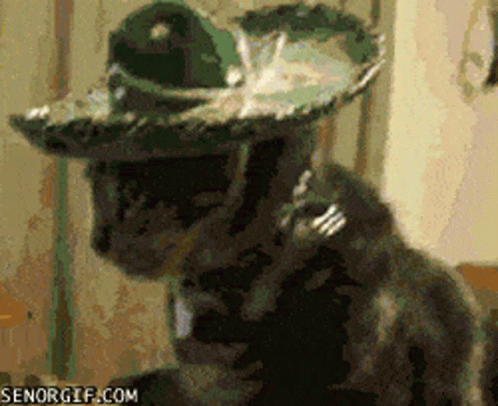 Cat Wearing Sombrero