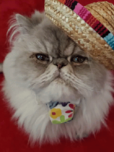 Cat Wearing Straw Hat and Flower Collar