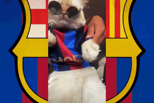 Cat Wearing Sunglasses and Barcelona Shirt