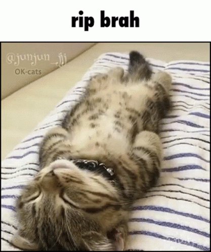 Cat Wearing Sunglasses Lying On Pillow GIF