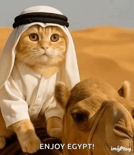 Cat Wearing Turban Riding Camel in Desert