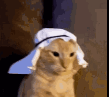 Cat Wearing White Hat And Scarf GIF
