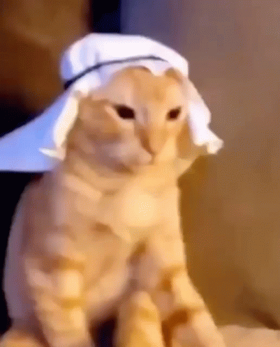 Cat Wearing White Hat Sitting on Bed