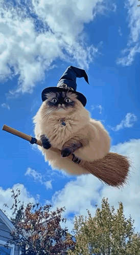 Cat Wearing Witch Hat Riding Broom