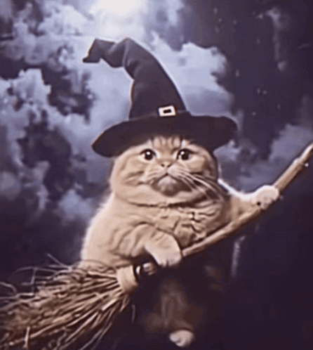 Cat Wearing Witch Hat Riding Broom GIF