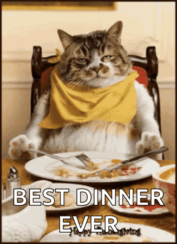 Cat Wearing Yellow Scarf At Dinner Table GIF