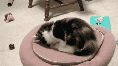 Cat Whack A Mole Bed GIF