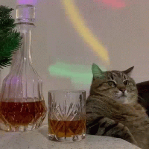 Cat Whiskey Bottle Party Lights Im Chill GIF