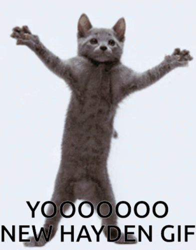 Cat With Arms Outstretched Saying Yooooooo New Hayden GIF