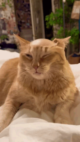 Cat with Bald Spot Lying on Bed