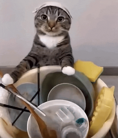 Cat With Bandana in Dirty Dishes Bowl