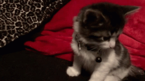 Cat with Bell Sitting on Red Blanket