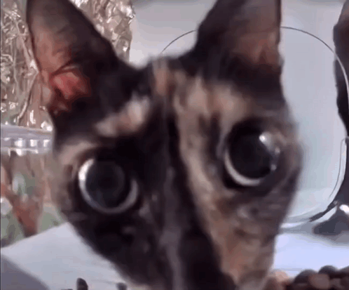 Cat with Big Eyes
