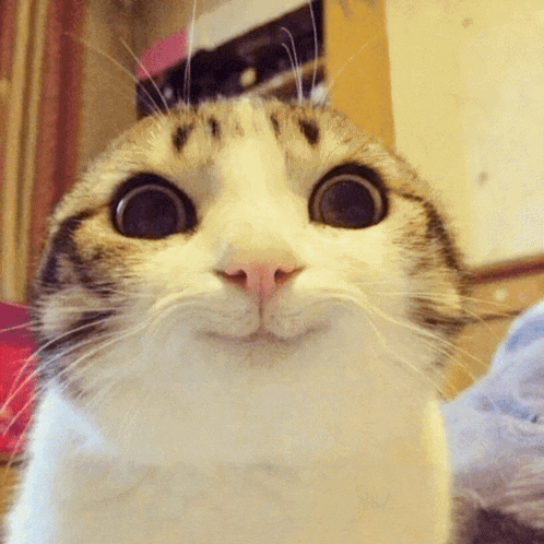 Cat With Big Eyes