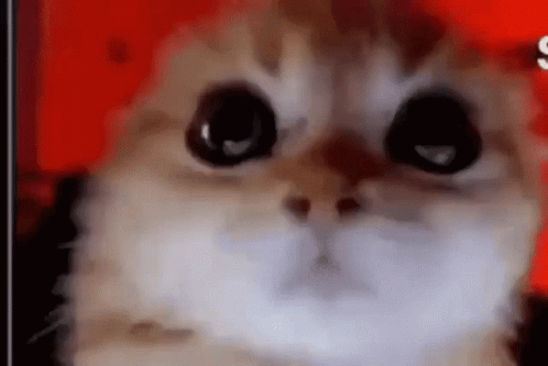 Cat With Big Eyes Looking At Camera On Red Background GIF