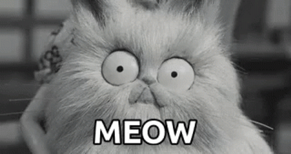 Cat With Big Eyes Meow GIF