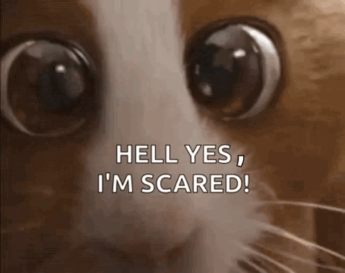 Cat With Big Eyes Saying Hell Yes I'm Scared