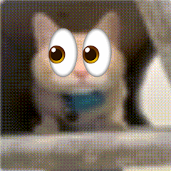 Cat With Big Googly Eyes GIF