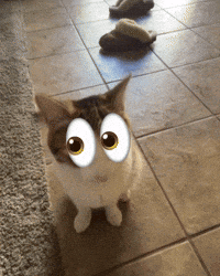 Cat with Big Googly Eyes