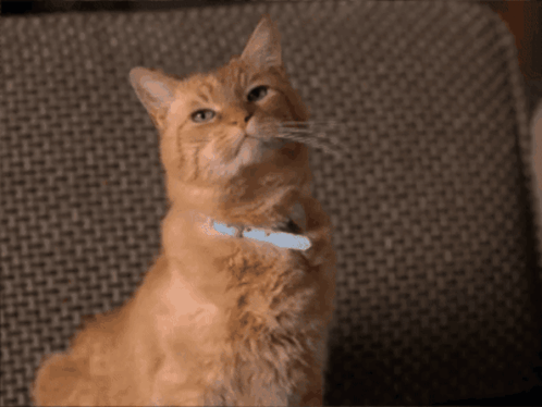 Cat with Blue Collar Looking Up