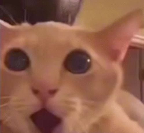 Cat With Blue Eyes Looking At Camera GIF