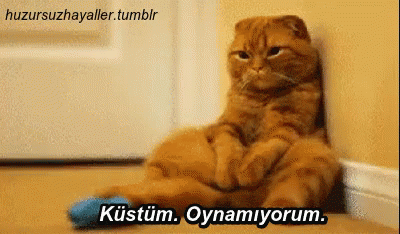 Cat With Blue Sock And Kustum Oynamiyorum GIF