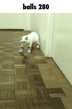Cat with Blue Socks Walking Balls 280