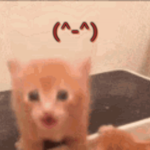 Cat with Bow Tie and Smiley Face