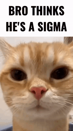 Cat With Bro Thinks He's a Sigma