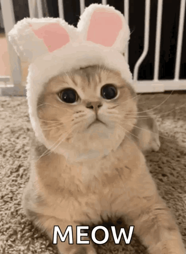 Cat With Bunny Ears Meow GIF