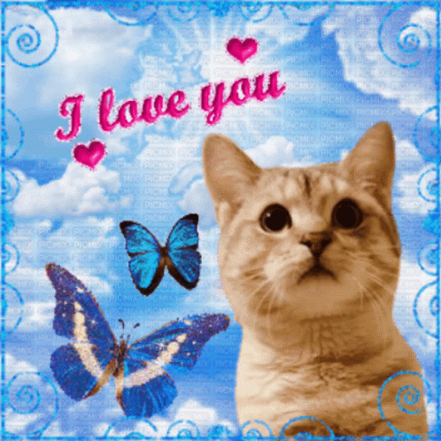 Cat with Butterflies I Love You