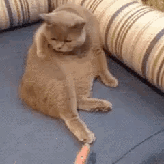 Cat With Carrot In Mouth GIF