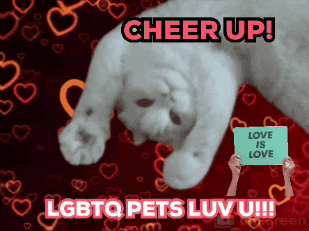 Cat With Cheer Up LGBTQ Pets Luv U GIF