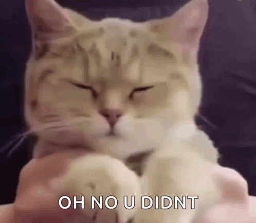 Cat With Closed Eyes Being Petted on Lap