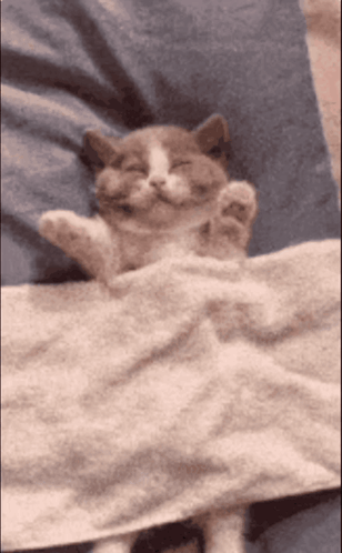 Cat With Closed Eyes Lying On Bed GIF