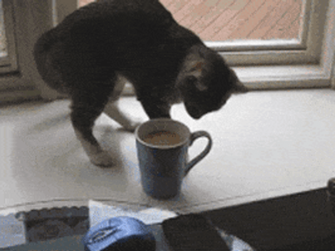Cat With Coffee GIF