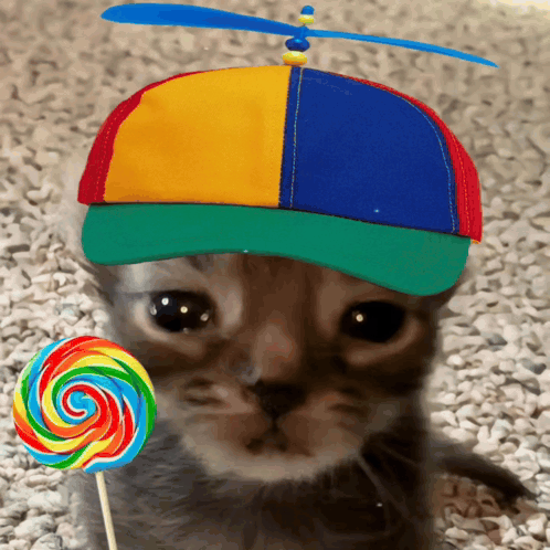 Cat With Colorful Hat And Lollipop GIF
