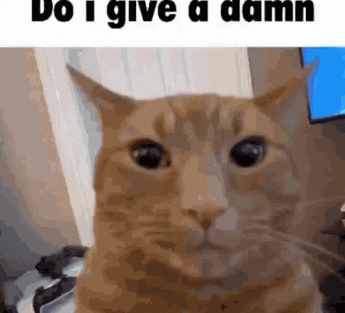 Cat With Do I Give A Damn