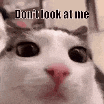 Cat With Do Not Look At Me Text