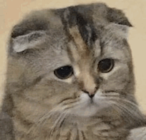 Cat With Ears Folded Looking at Camera