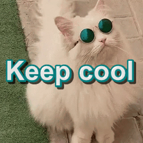 Cat With Eye Glasses Stay Cool GIF
