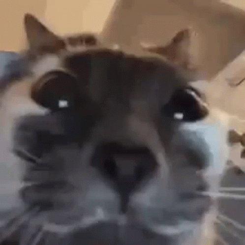 Cat With Eyes Closed