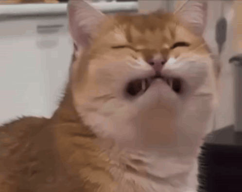 Cat With Eyes Closed and Mouth Open