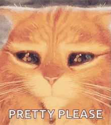Cat With Eyes Closed Pretty Please GIF