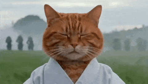 Cat With Eyes Closed Wearing White Jacket