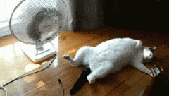 Cat With Fan Humidity GIF
