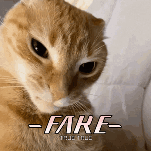 Cat with Fare True True